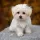 Maltese Dog breed Information