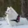 Samoyed Dog breed Information