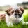 Shih Tzu Dog breed Information