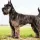 Shnowzer Dog breed Information