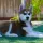 Siberian Husky Dog breed Information