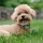 Toy Poodle Dog breed Information