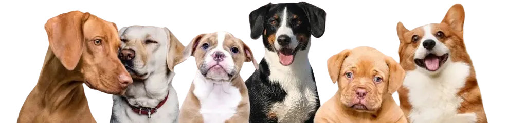 Buy Pets Online | Puppies For Sale In India