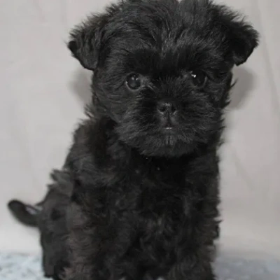 Affenpinscher Price in Nashik | Affenpinscher Puppies for sale in Nashik