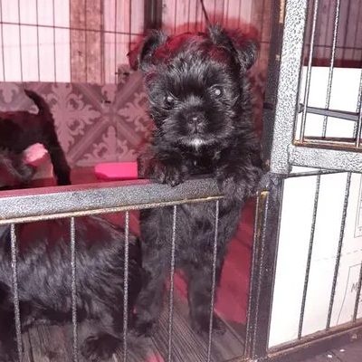 Affenpinscher Price in Nashik | Affenpinscher Puppies for sale in Nashik