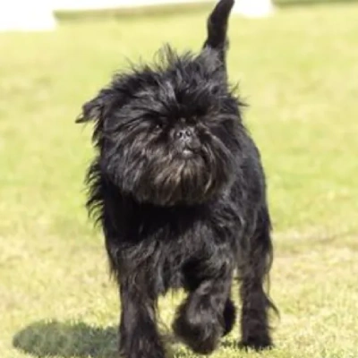 Affenpinscher Price in Nashik | Affenpinscher Puppies for sale in Nashik