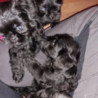 Affenpinscher Price in Nashik | Affenpinscher Puppies for sale in Nashik