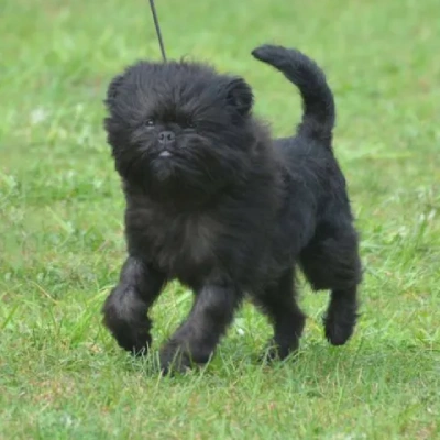 Affenpinscher Price in Nashik | Affenpinscher Puppies for sale in Nashik