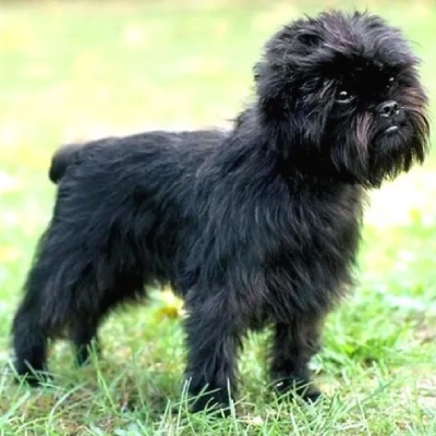 Affenpinscher Price in Nashik | Affenpinscher Puppies for sale in Nashik