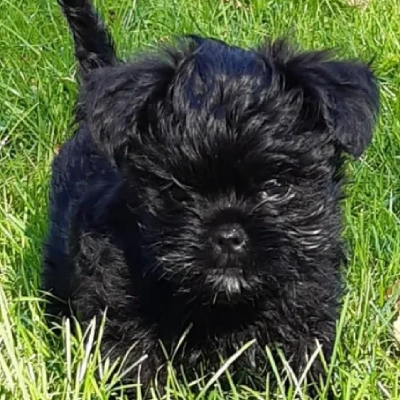 Affenpinscher Price in Nashik | Affenpinscher Puppies for sale in Nashik