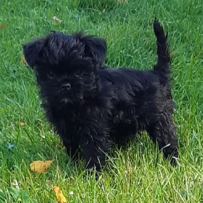 Affenpinscher Price in Nashik | Affenpinscher Puppies for sale in Nashik