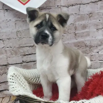 Akita Price in Surat | Akita Puppies for sale in Surat