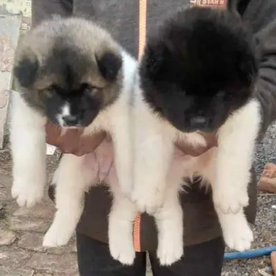 Akita Price in Surat | Akita Puppies for sale in Surat