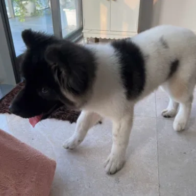 Akita Price in Surat | Akita Puppies for sale in Surat