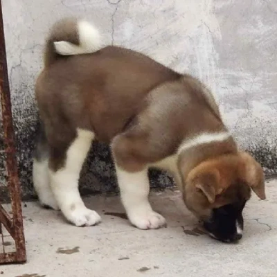 Akita Price in Surat | Akita Puppies for sale in Surat