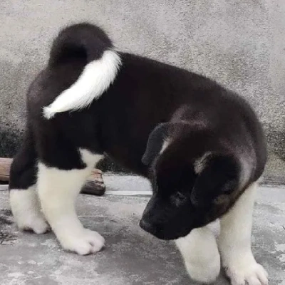 Akita Price in Surat | Akita Puppies for sale in Surat