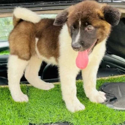 Akita Price in Surat | Akita Puppies for sale in Surat
