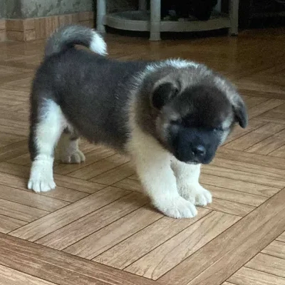 Akita Price in Surat | Akita Puppies for sale in Surat