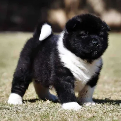 Akita Price in Surat | Akita Puppies for sale in Surat