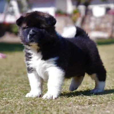 Akita Price in Surat | Akita Puppies for sale in Surat