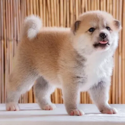 Akita Price in Surat | Akita Puppies for sale in Surat