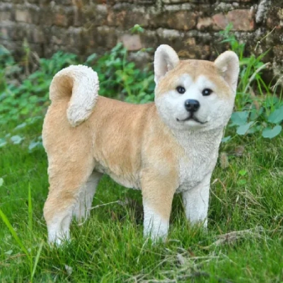 Akita Price in Surat | Akita Puppies for sale in Surat