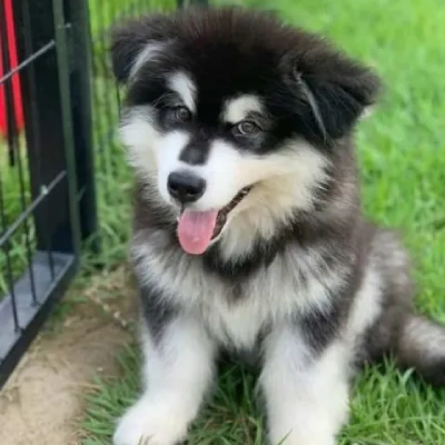 Alaskan Malamute Price in Nashik | Alaskan Malamute Puppies for sale in Nashik