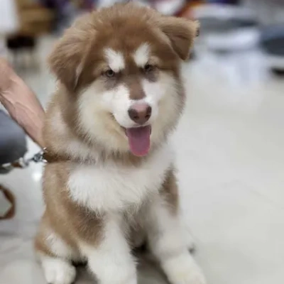 Alaskan Malamute Price in Nashik | Alaskan Malamute Puppies for sale in Nashik