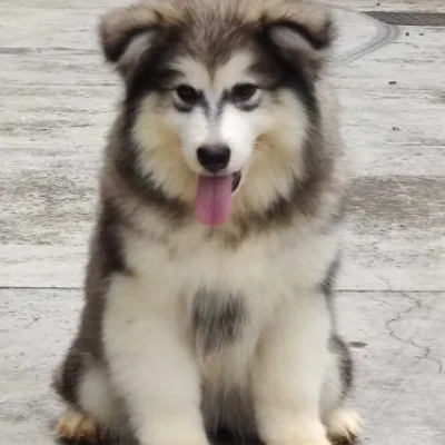 Alaskan Malamute Price in Nashik | Alaskan Malamute Puppies for sale in Nashik