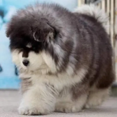 Alaskan Malamute Price in Nashik | Alaskan Malamute Puppies for sale in Nashik