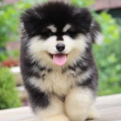Alaskan Malamute Price in Nashik | Alaskan Malamute Puppies for sale in Nashik