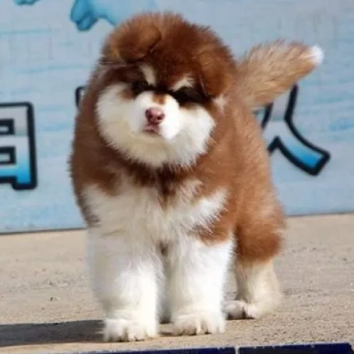 Alaskan Malamute Price in Nashik | Alaskan Malamute Puppies for sale in Nashik
