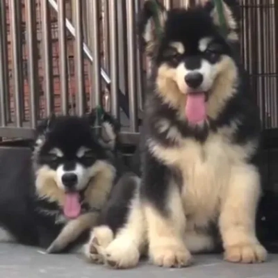 Alaskan Malamute Price in Nashik | Alaskan Malamute Puppies for sale in Nashik