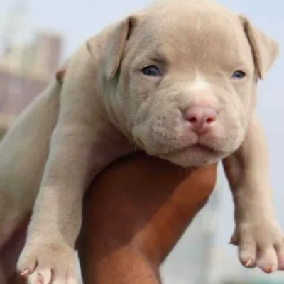American Bully Price in Visakhapatnam | American Bully Puppies for sale in Visakhapatnam