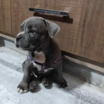 American Bully Price in Visakhapatnam | American Bully Puppies for sale in Visakhapatnam