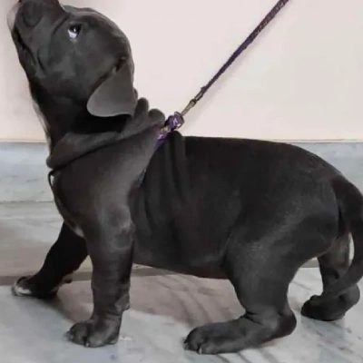 American Bully Price in Visakhapatnam | American Bully Puppies for sale in Visakhapatnam