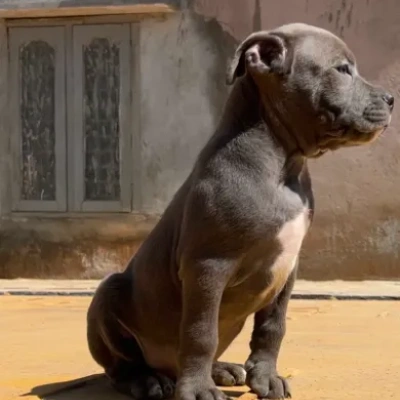 American Bully Price in Visakhapatnam | American Bully Puppies for sale in Visakhapatnam