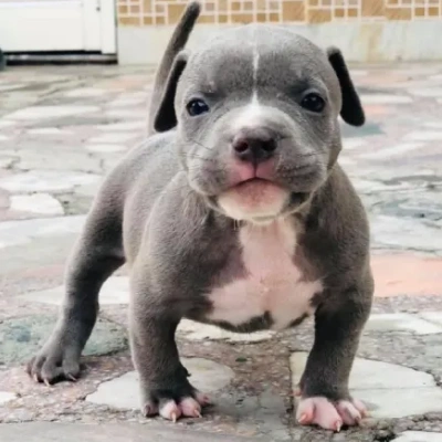 American Bully Price in Visakhapatnam | American Bully Puppies for sale in Visakhapatnam