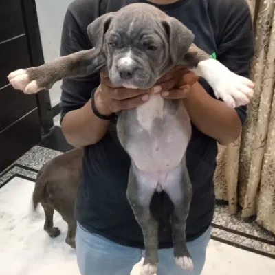 American Bully Price in Visakhapatnam | American Bully Puppies for sale in Visakhapatnam