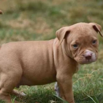 American Bully Price in Visakhapatnam | American Bully Puppies for sale in Visakhapatnam