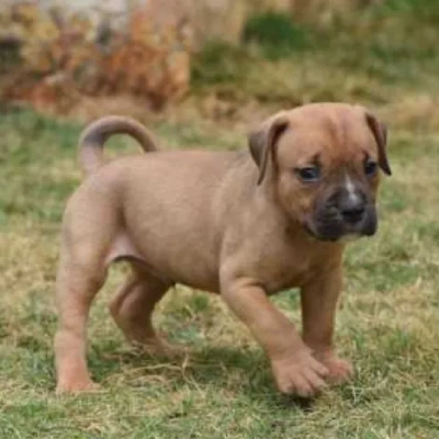 American Bully Price in Visakhapatnam | American Bully Puppies for sale in Visakhapatnam