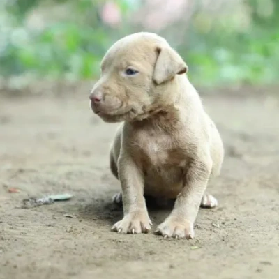 American Bully Price in Visakhapatnam | American Bully Puppies for sale in Visakhapatnam