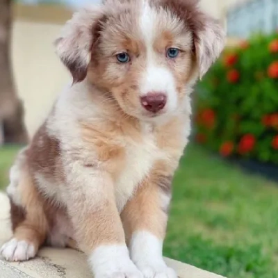 Australian Shepherd Price in Nashik | Australian Shepherd Puppies for sale in Nashik