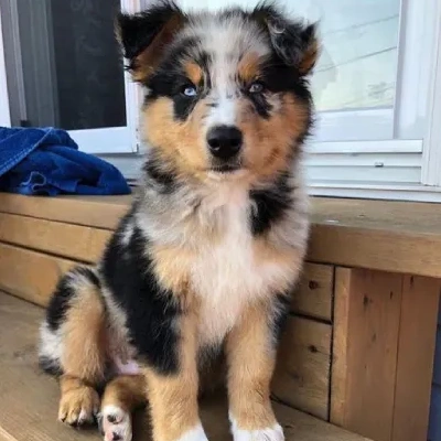 Australian Shepherd Price in Nashik | Australian Shepherd Puppies for sale in Nashik