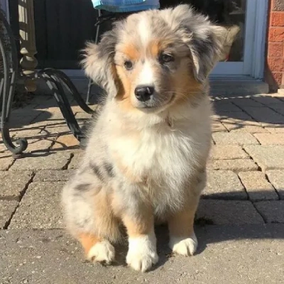 Australian Shepherd Price in Nashik | Australian Shepherd Puppies for sale in Nashik