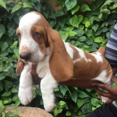 Basset Hound Price in Surat | Basset Hound Puppies for sale in Surat