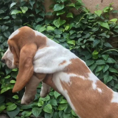 Basset Hound Price in Surat | Basset Hound Puppies for sale in Surat