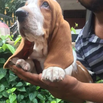 Basset Hound Price in Surat | Basset Hound Puppies for sale in Surat