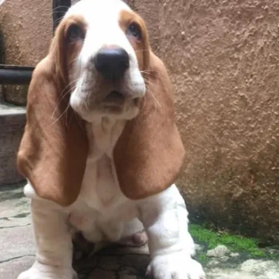 Basset Hound Price in Surat | Basset Hound Puppies for sale in Surat
