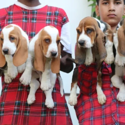 Basset Hound Price in Surat | Basset Hound Puppies for sale in Surat